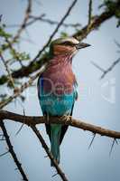 Lilac-breasted roller on branch with head turned