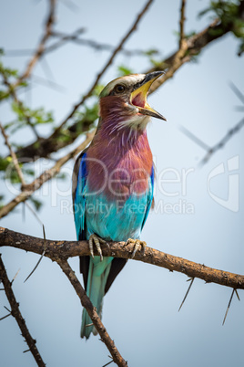 Lilac-breasted roller on branch with open beak