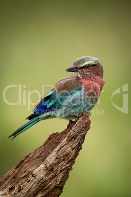 Lilac-breasted roller on tree stump turning head