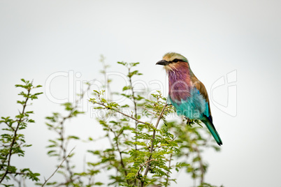 Lilac-breasted roller perches on branch of bush
