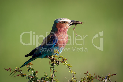 Lilac-breasted roller perched with grasshopper in beak