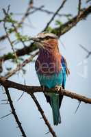 Lilac-breasted roller with head turned on branch