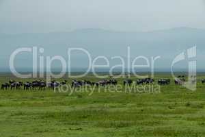 Line of white-bearded wildebeest migrate over savannah