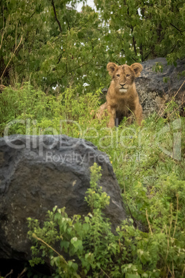 Lion cub sits between rocks in bushes