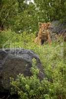 Lion cub sits between rocks in bushes