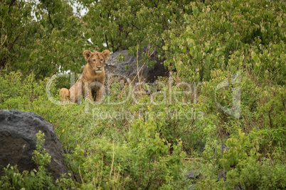 Lion cub sitting among rocks and bushes