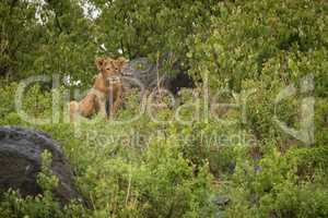 Lion cub sitting among rocks and bushes