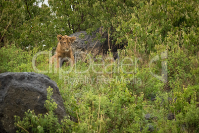 Lion cub staring in rocks and bushes