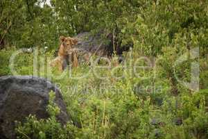 Lion cub staring in rocks and bushes