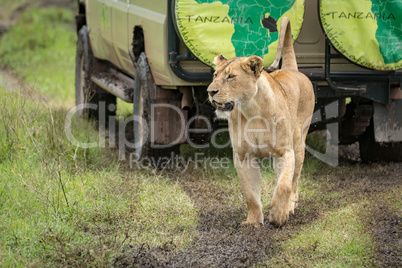 Lioness lifts head while passing parked jeep