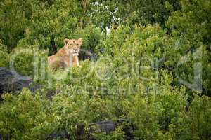 Lioness lies on rocky mound with bushes