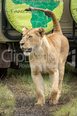 Lioness lifts head while passing safari truck