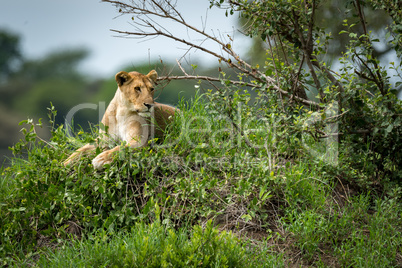 Lioness looking right lying on grassy mound