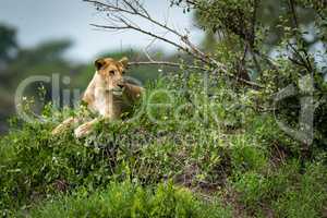 Lioness looking right lying on grassy mound