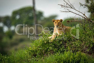Lioness looks at camera from grassy mound