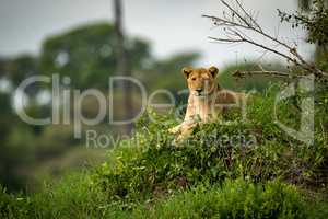 Lioness looks at camera from grassy mound