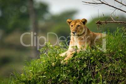 Lioness looks left lying on grassy mound