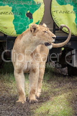 Lioness looks past jeep on muddy grass