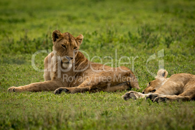 Lioness lying on grass looks at another