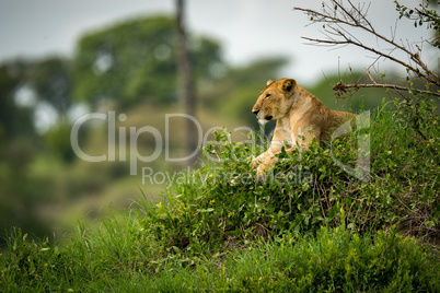 Lioness lying on grassy mound in profile