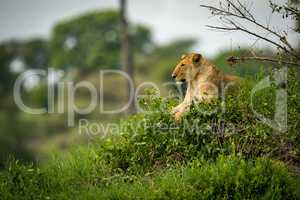 Lioness lying on grassy mound in profile