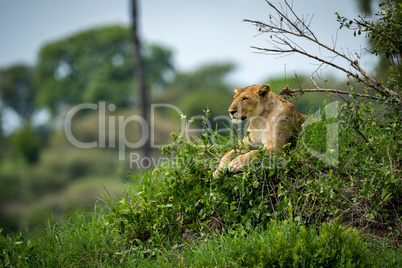 Lioness lying on grassy mound looking left