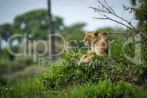 Lioness lying on grassy mound looking left