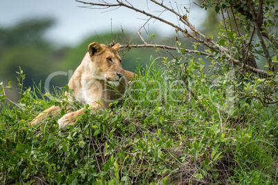 Lioness lying on grassy mound looking right