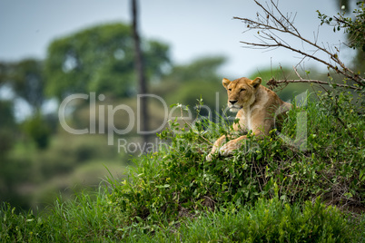 Lioness lying on grassy mound looks left