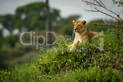 Lioness lying on grassy mound stares left