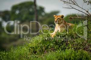 Lioness lying on grassy mound stares left