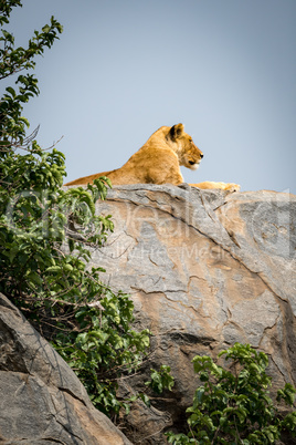 Lioness lying on rocky outcrop beside bushes