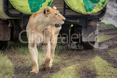 Lioness on muddy grass looks past jeep