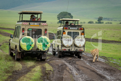 Lioness on muddy grass meadow passes jeeps