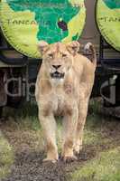 Lioness stands before jeep on muddy track