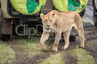 Lioness passes jeep on muddy grass meadow