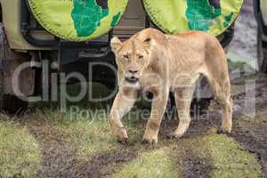 Lioness passes jeep on muddy grass meadow