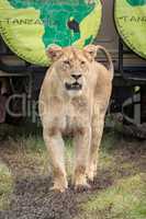 Lioness stands on muddy track before jeep