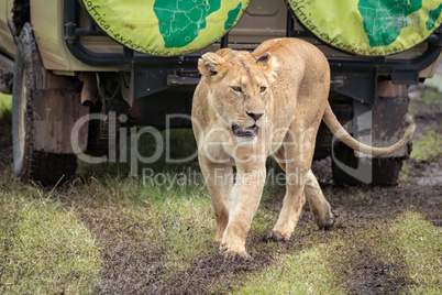 Lioness walking on muddy grass looks down