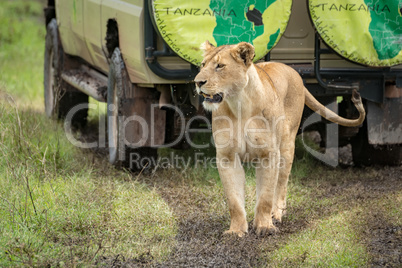 Lioness walks along muddy track past jeep