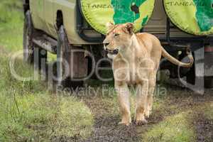 Lioness walks along muddy track past jeep