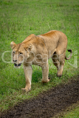 Lioness walks beside muddy track on grass