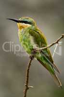 Little bee-eater in profile on thorny branch