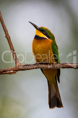 Little bee-eater on branch with head raised