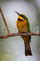 Little bee-eater on branch with head raised