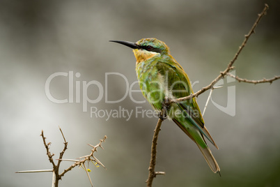 Little bee-eater on thorny branch in profile