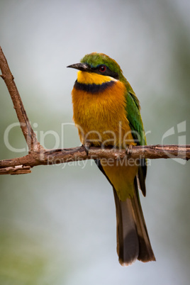 Little bee-eater perched on branch facing camera