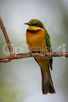 Little bee-eater perched on branch facing camera