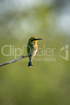 Little bee-eater standing at end of twig