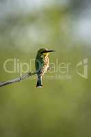 Little bee-eater standing at end of twig